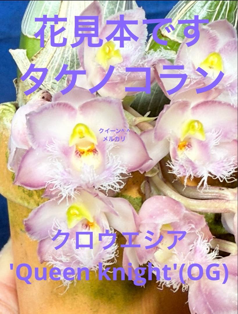 105 タケノコラン　Clowesia 'Queen knight'(OG)
