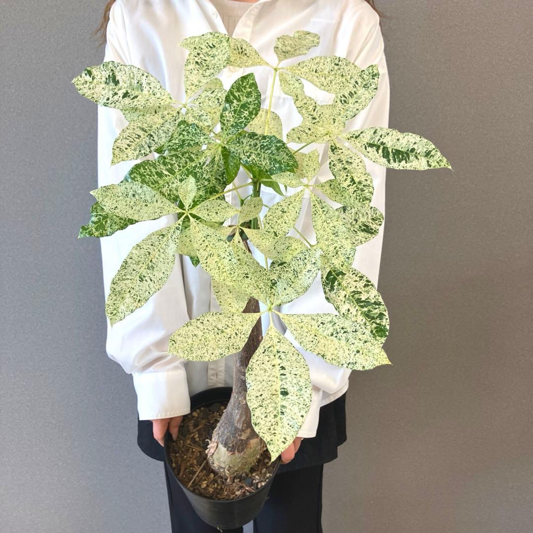 超希少❗️接木❗️白勝❗️パキラ　ミルキーウェイ✨