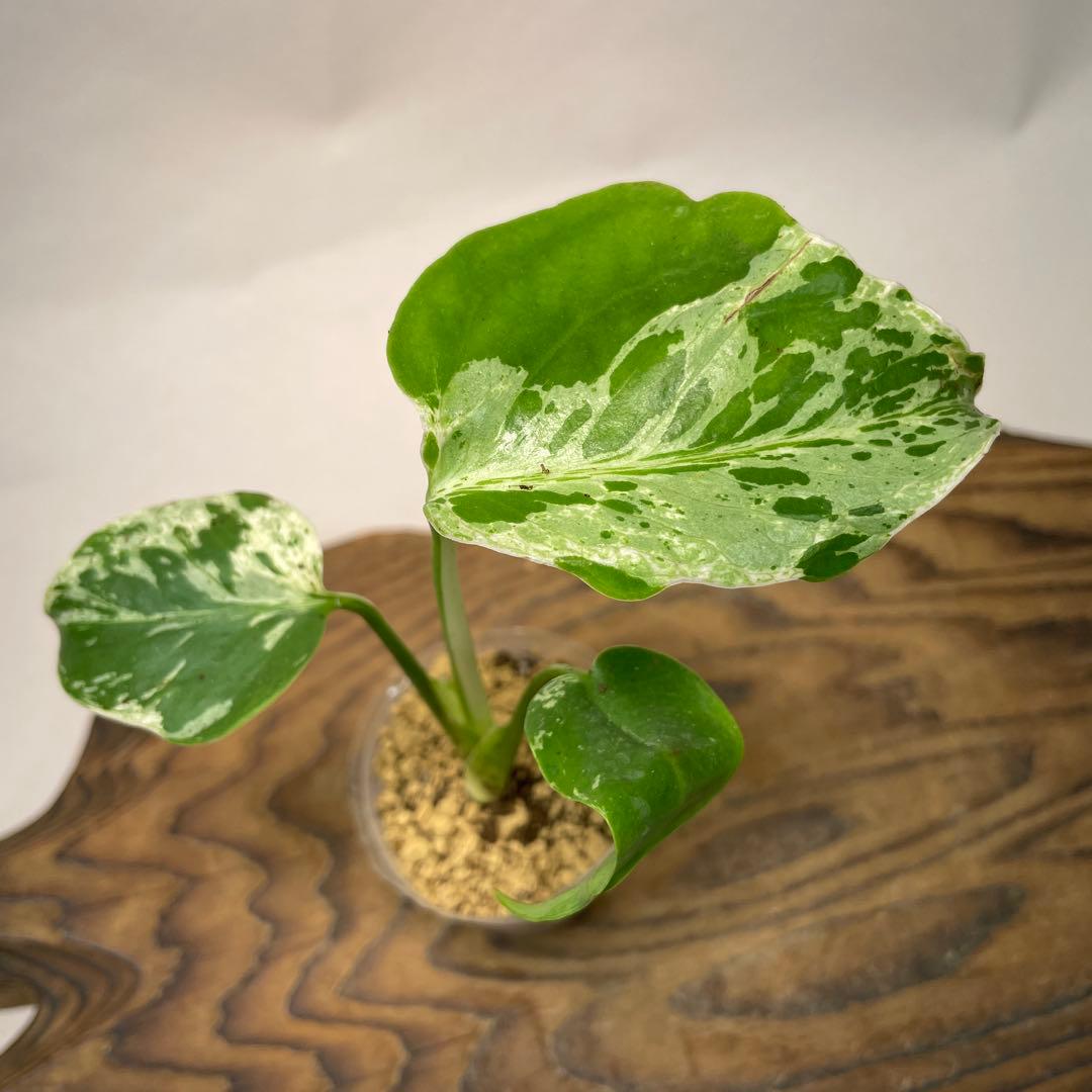 S*h様 L043品種保証！斑入り保証！　モンステラ バルバソー フシギダネ