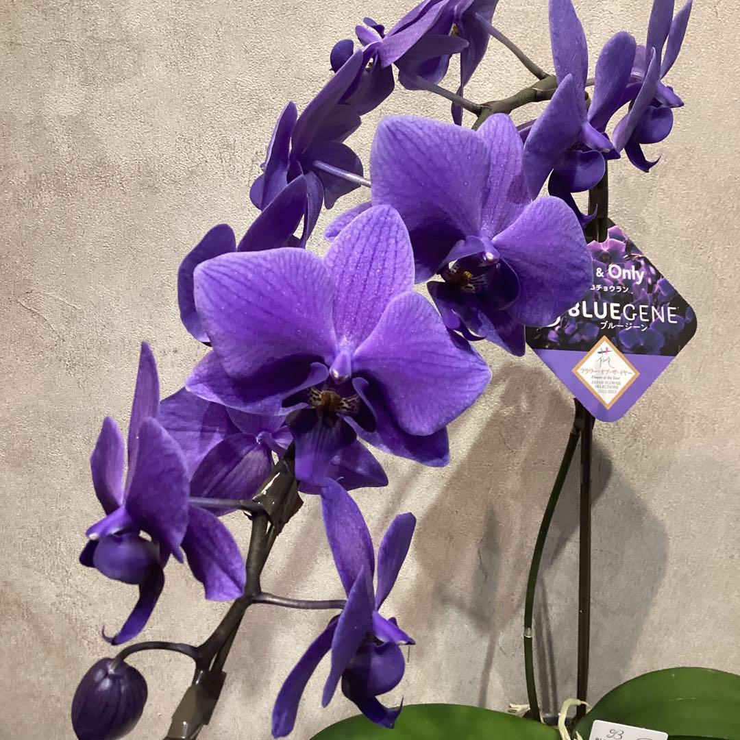 年末SALE❗️入荷少なめです❗️超希少❗️胡蝶蘭❤️ブルージーン　1本立