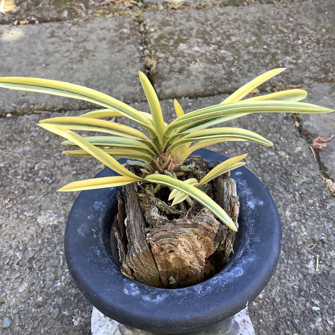 井上誠　富貴蘭　（風蘭) 満月