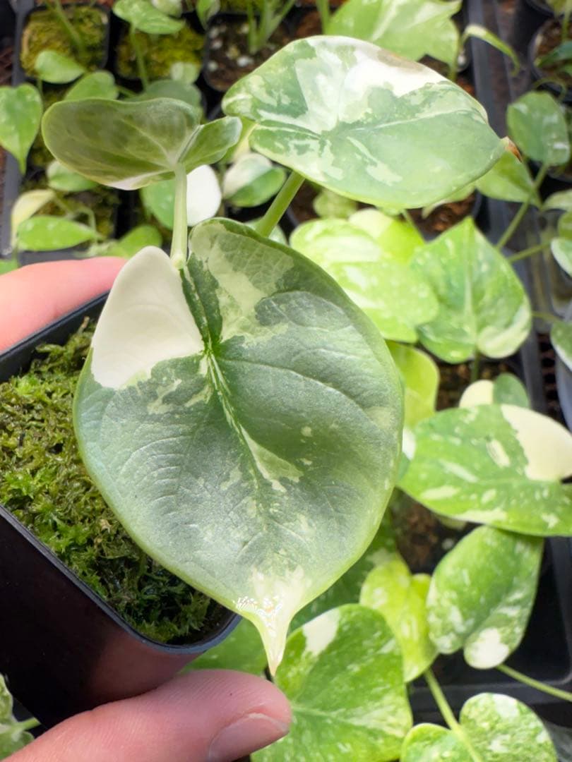 り*く様 希少 アロカシア シルバードラゴン アルボ