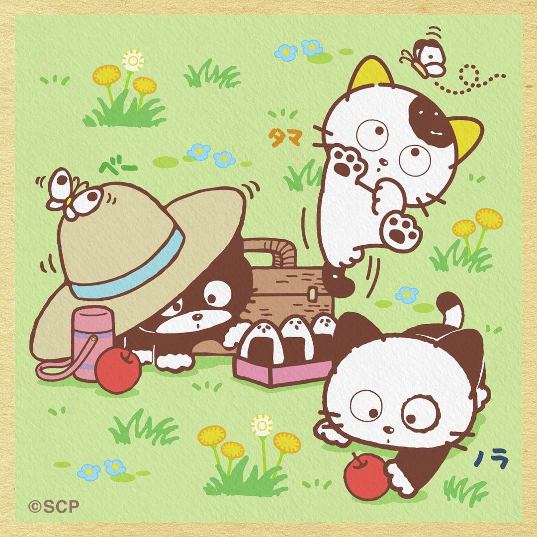 うちのタマしりませんか　正方形2.