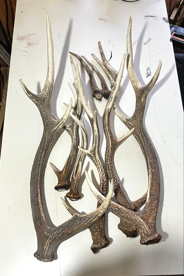 鹿の角 エゾシカ - メルカリ