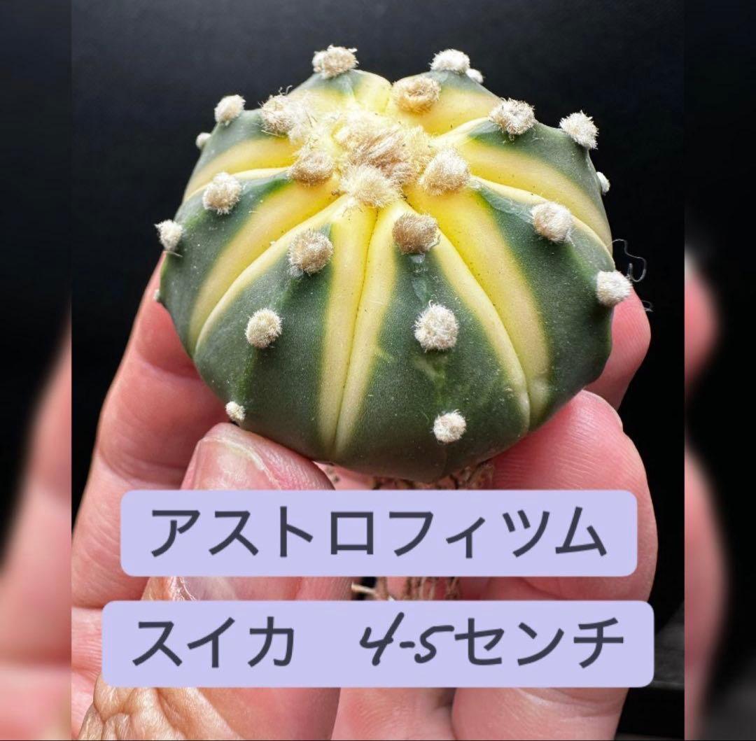 実生 アストロフィツム スイカ※同等以上送付