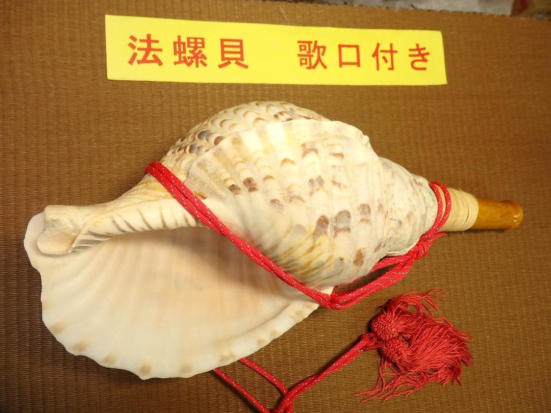 法螺貝 約38㎝ 木製歌口,赤紐付　新品　 MH-433