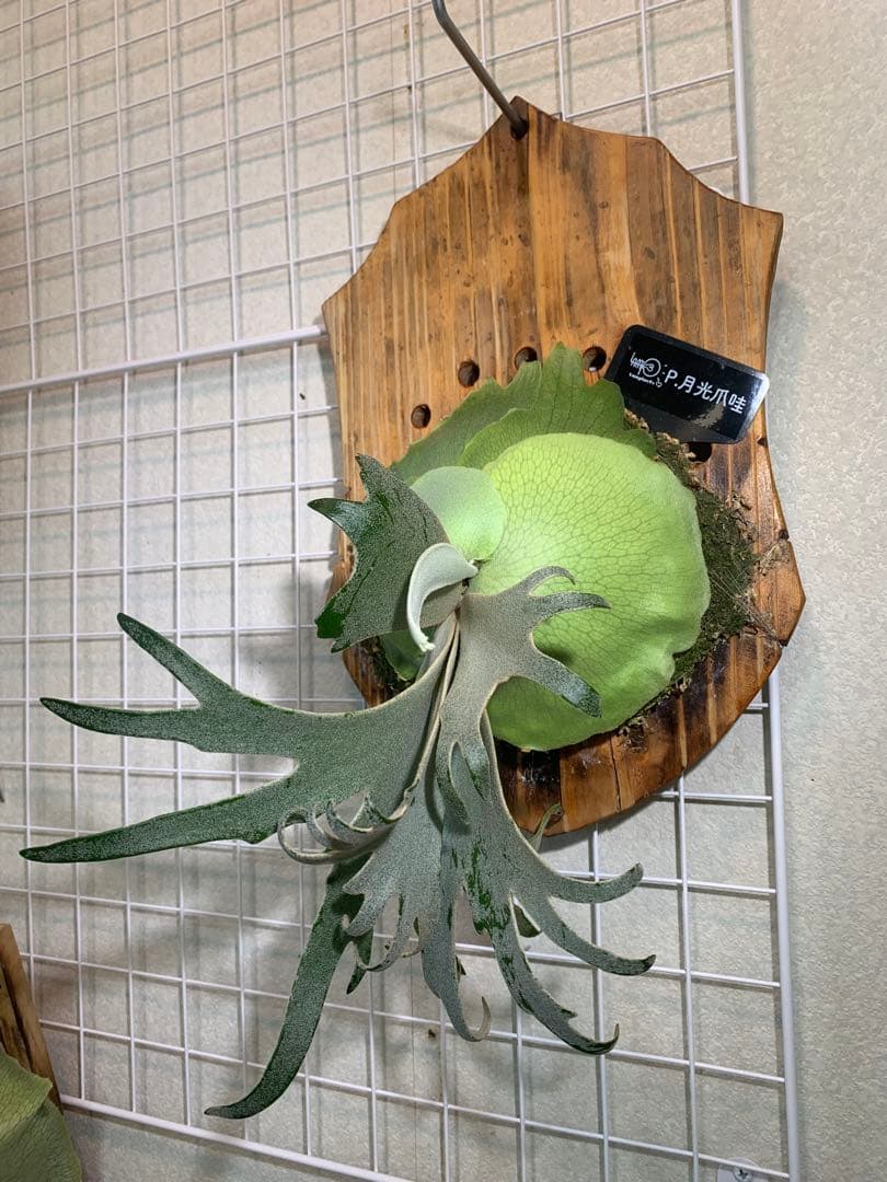 め*る様 ビカクシダ 月光爪哇 P.月光爪哇 OC 安心サイズ！オークション♪