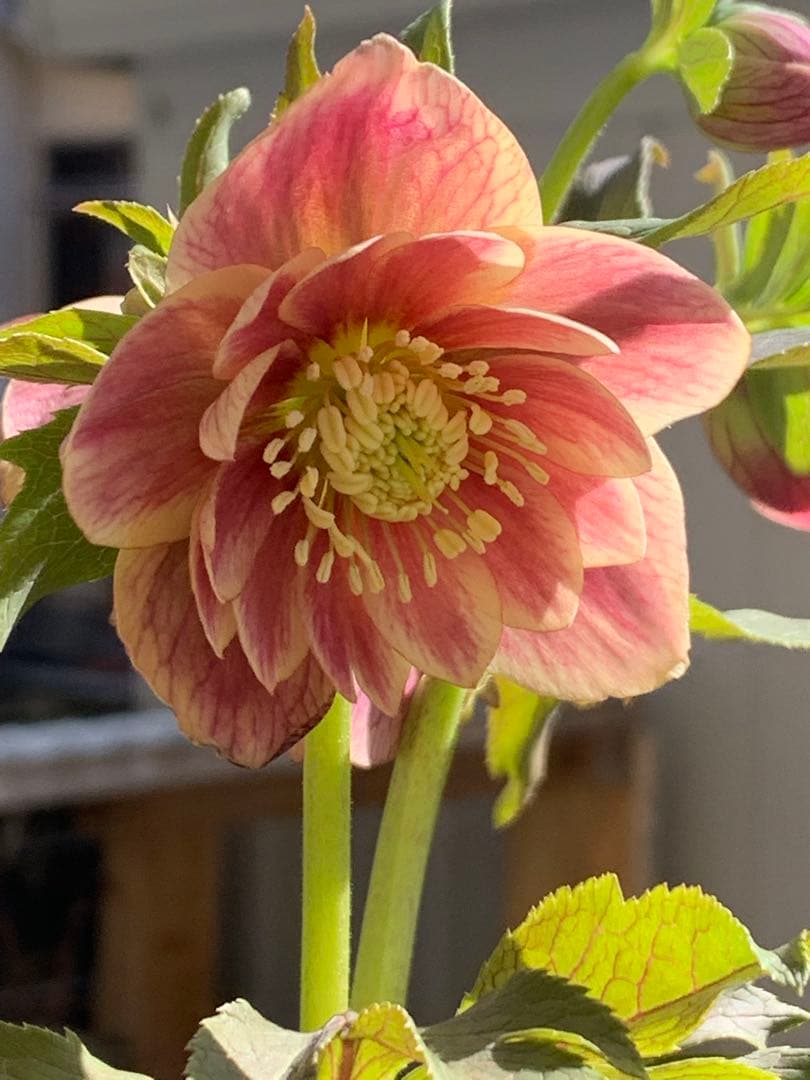 クリスマスローズ 極上 認定ソレイ☆ ラスト‼️ ③