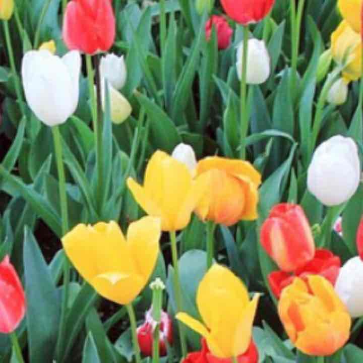 売り切れました      アロマ付 空気清浄器 楽天市場】【2大特典】空気清浄機 コンパクト スリム 静音 花粉