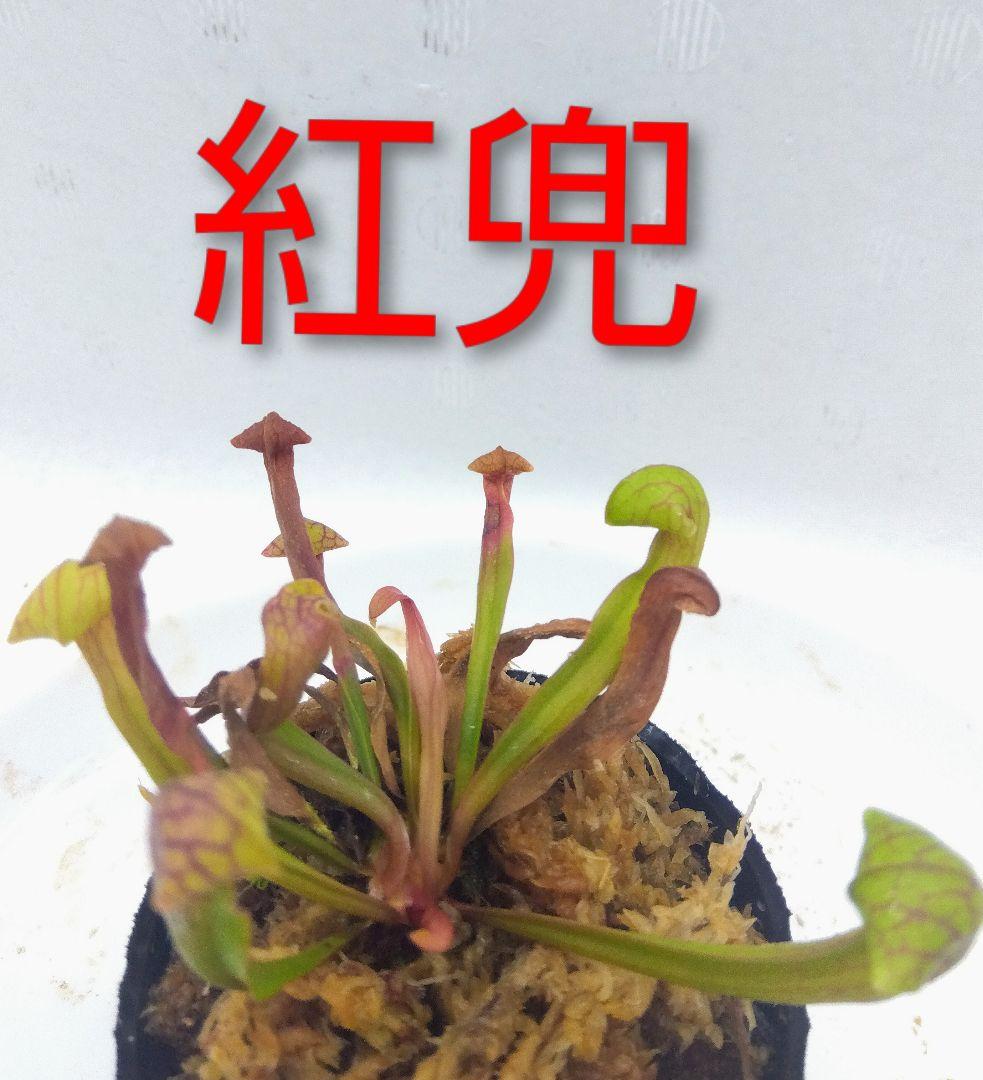 サラセニア　紅兜