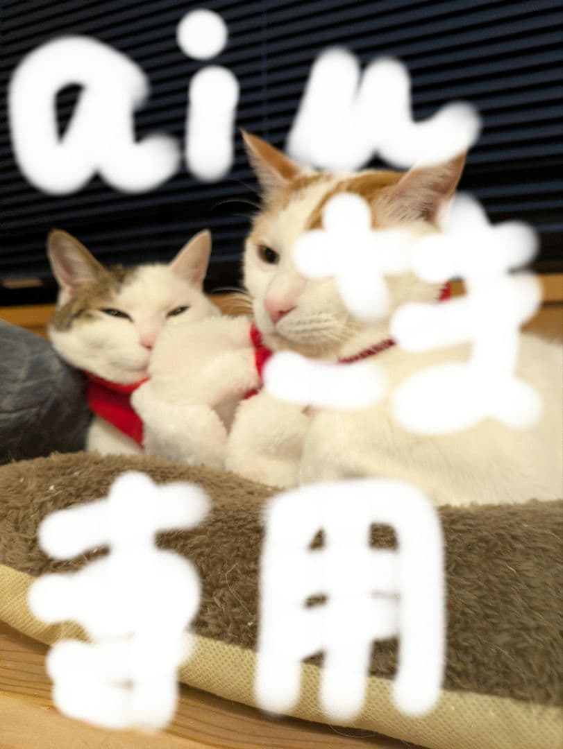 クレンジング２ケ ミニ四駆特別企画商品 2段低摩擦プラローラー (13-13mm) ブルー | タミヤ