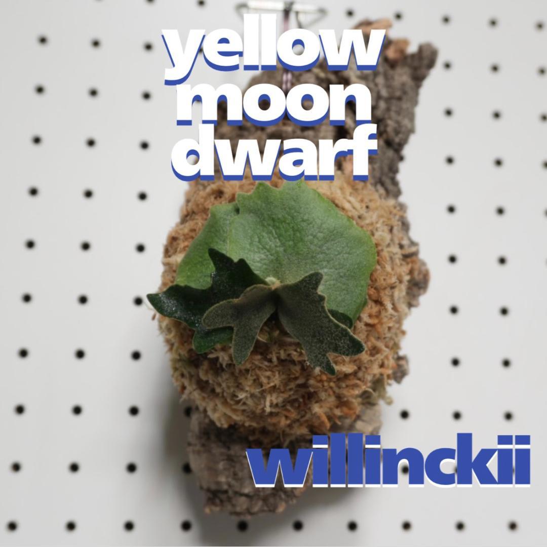 ビカクシダ YMDS ウィリンキー系 イエロームーンドワーフ　スポア Y-9