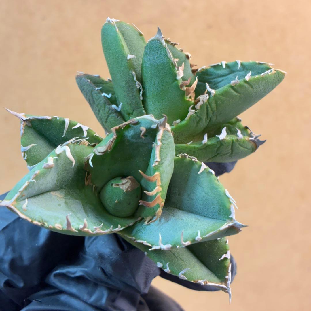 アガベ チタノタ 疣猪 子株 超レア種 ブツブツ 特選株 2株セット