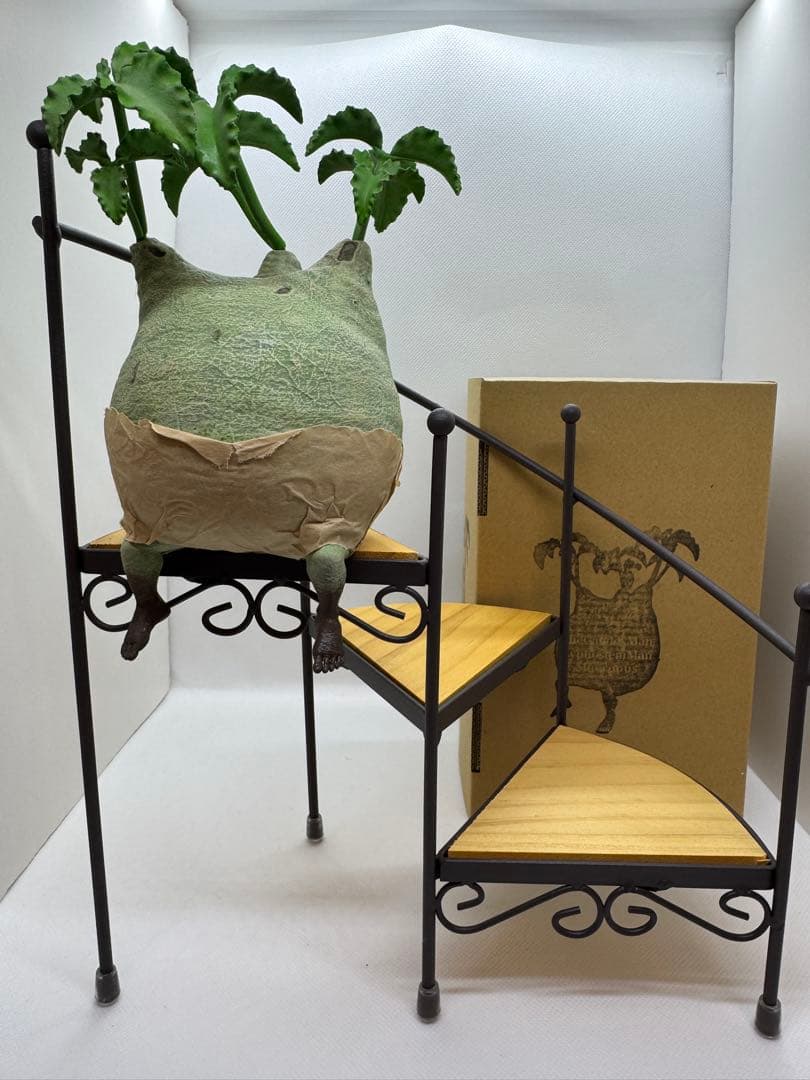 【美品】ozwrt TheCaudexMan CyphostemMan