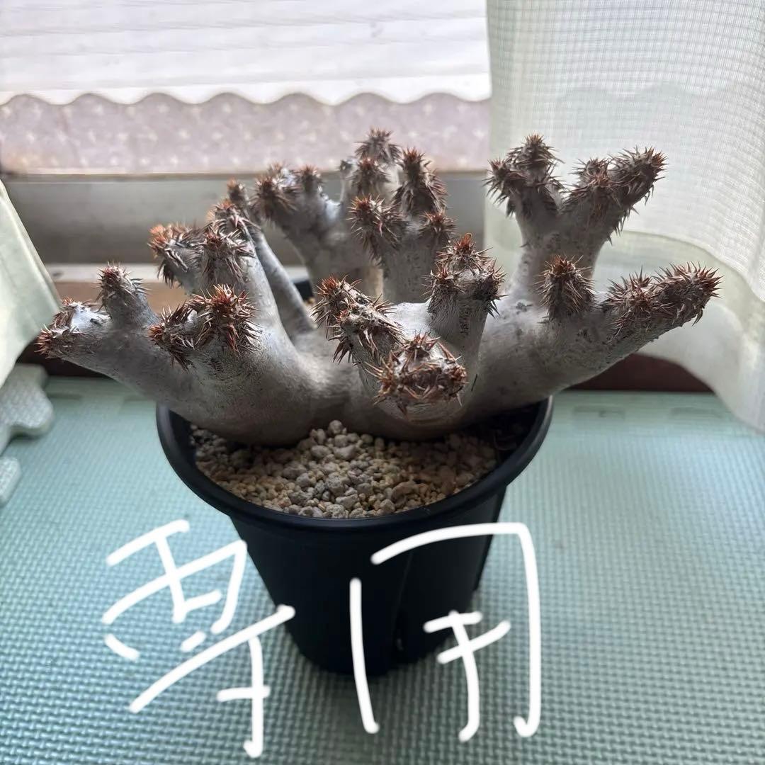 塊根植物 ブレビカリックス パキポディウム パキポディウム ブレビカリックス | hanayoshi-botanical