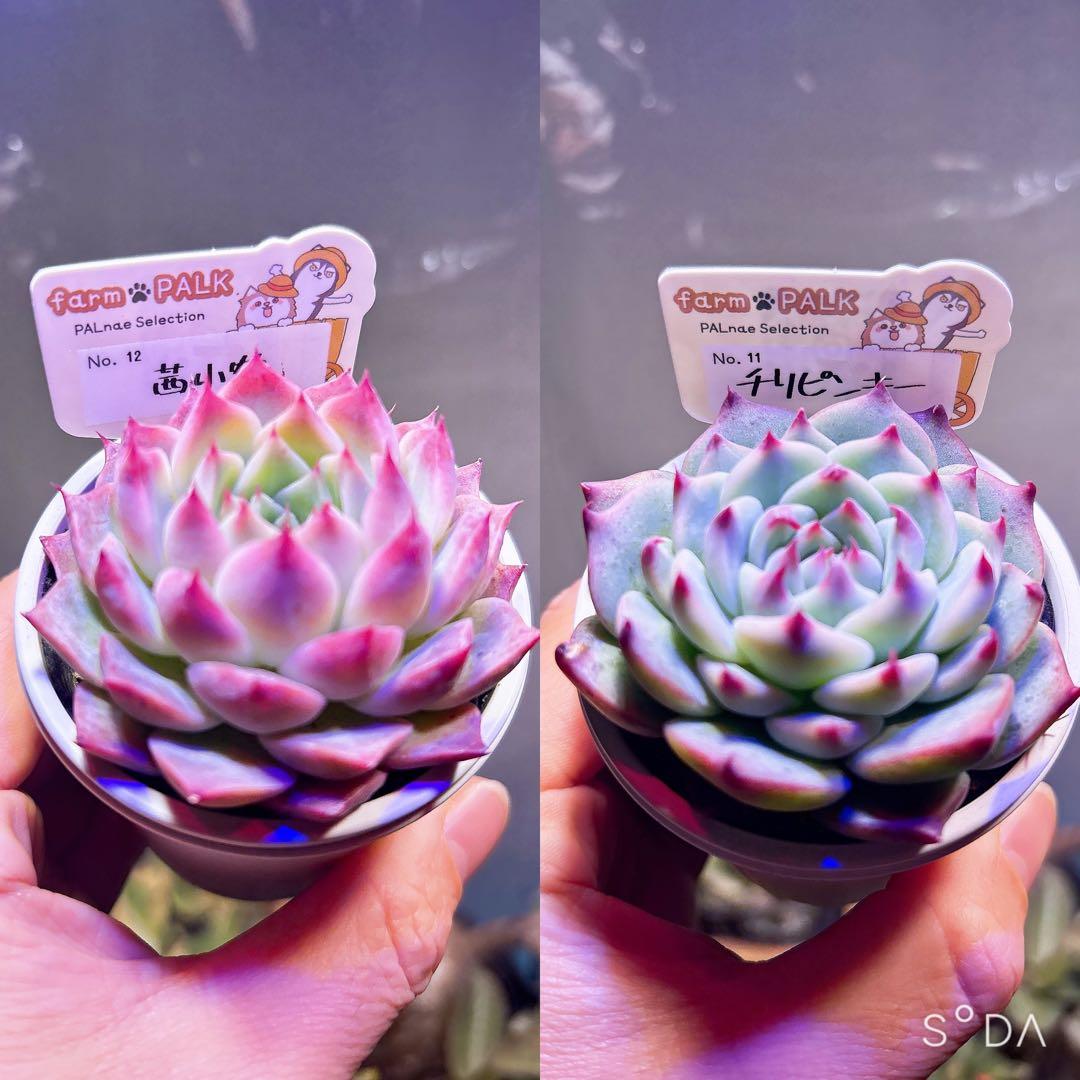 チリピンキー　茜小鶴　ファームパルク苗　札付きポットごと