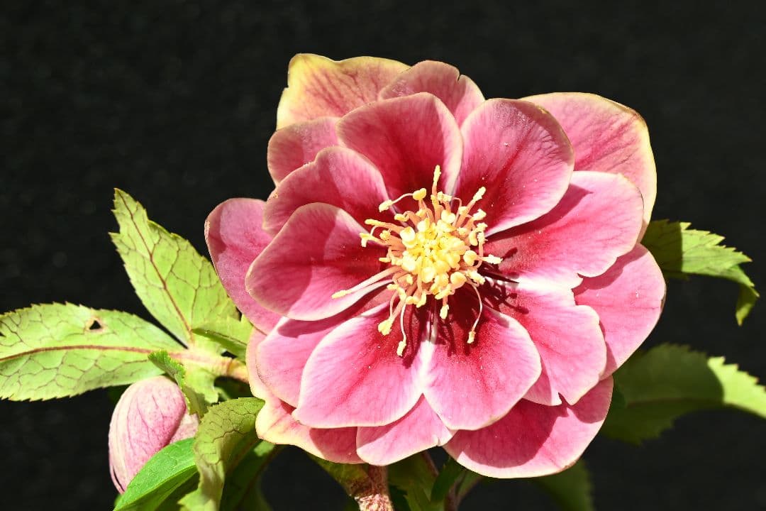 クリスマスローズ　ddエクリプス系レッドゴールド　加藤農園