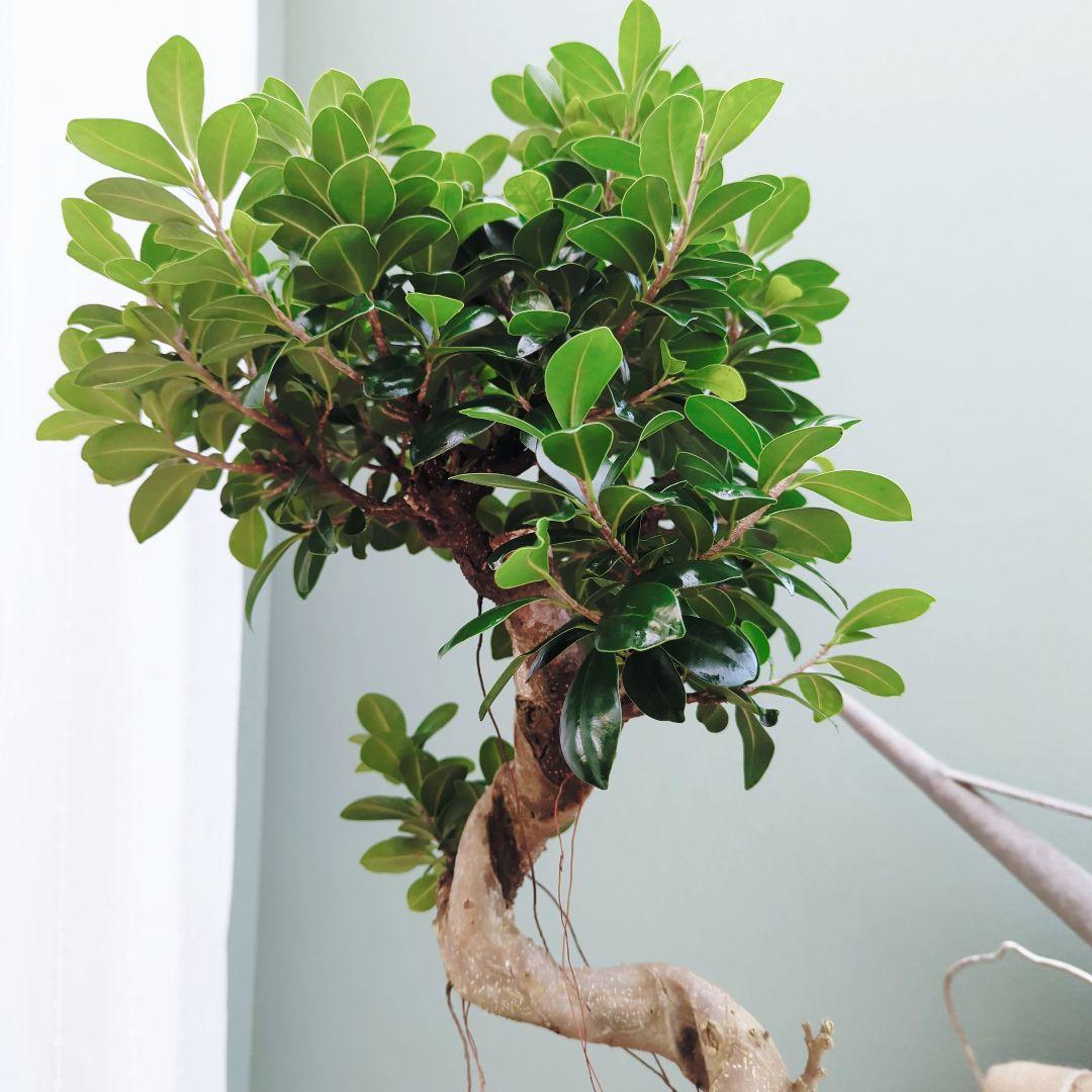 nima曲がりガジュマル (現品) 根上がり 曲線 空間浄化 曲がりガジュマル (現品) 根上がり 曲線 空間浄化インテリアグリーン