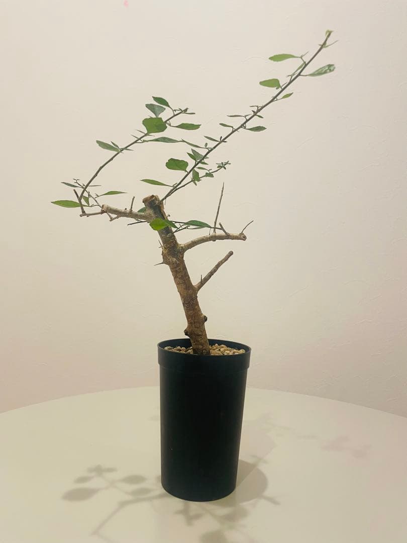 コミフォラ シンプリキフォリア