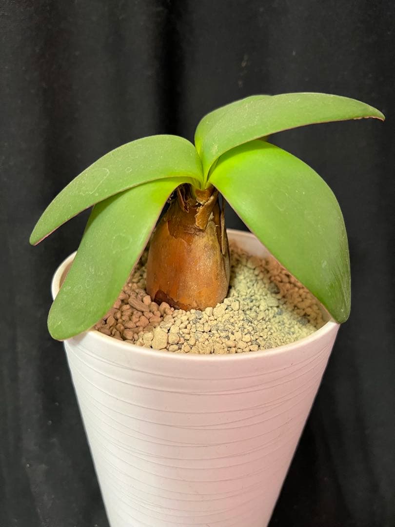 ブルンスビギア オリエンタリス