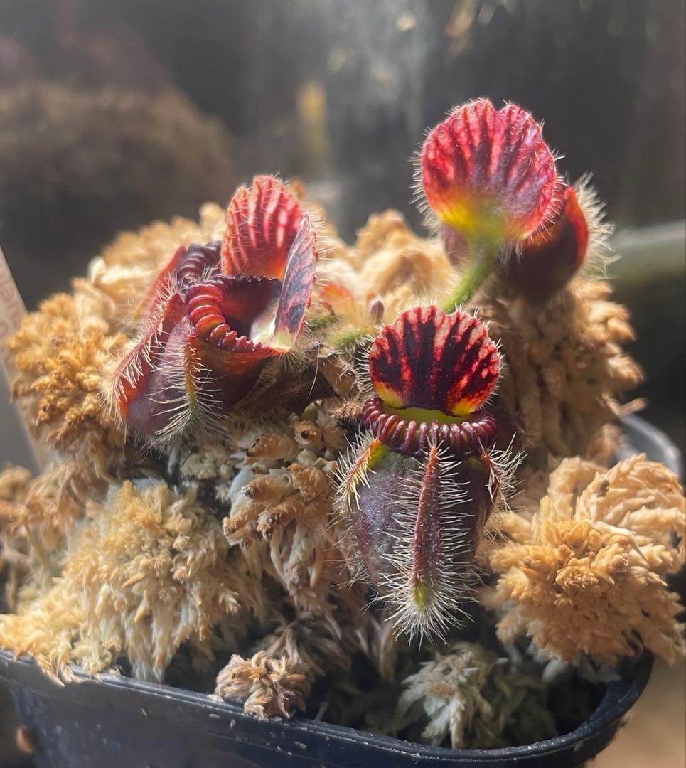 セファロタス・フォリキュラリス　「エデンブラック」CZP 株分け苗