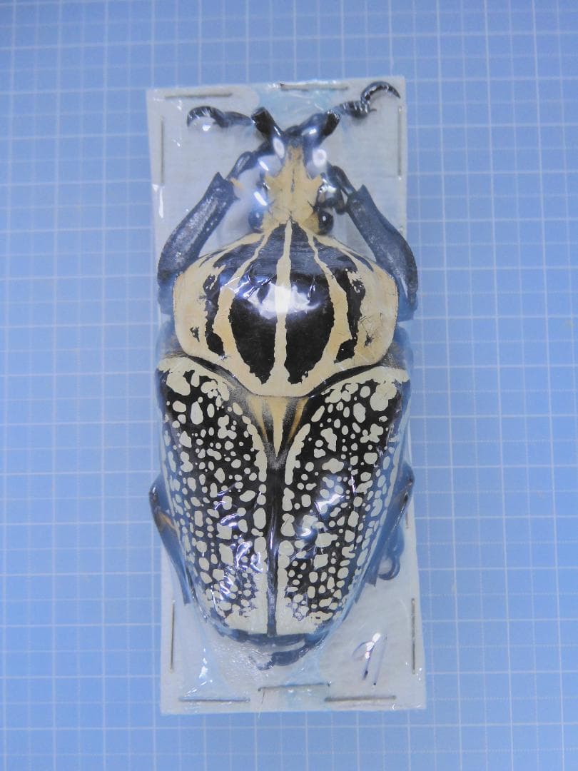 標本 Congo Goliathus orientalis 91mm Goliathus orientalis meleagris 95mm+ D.R. CONGO - World of