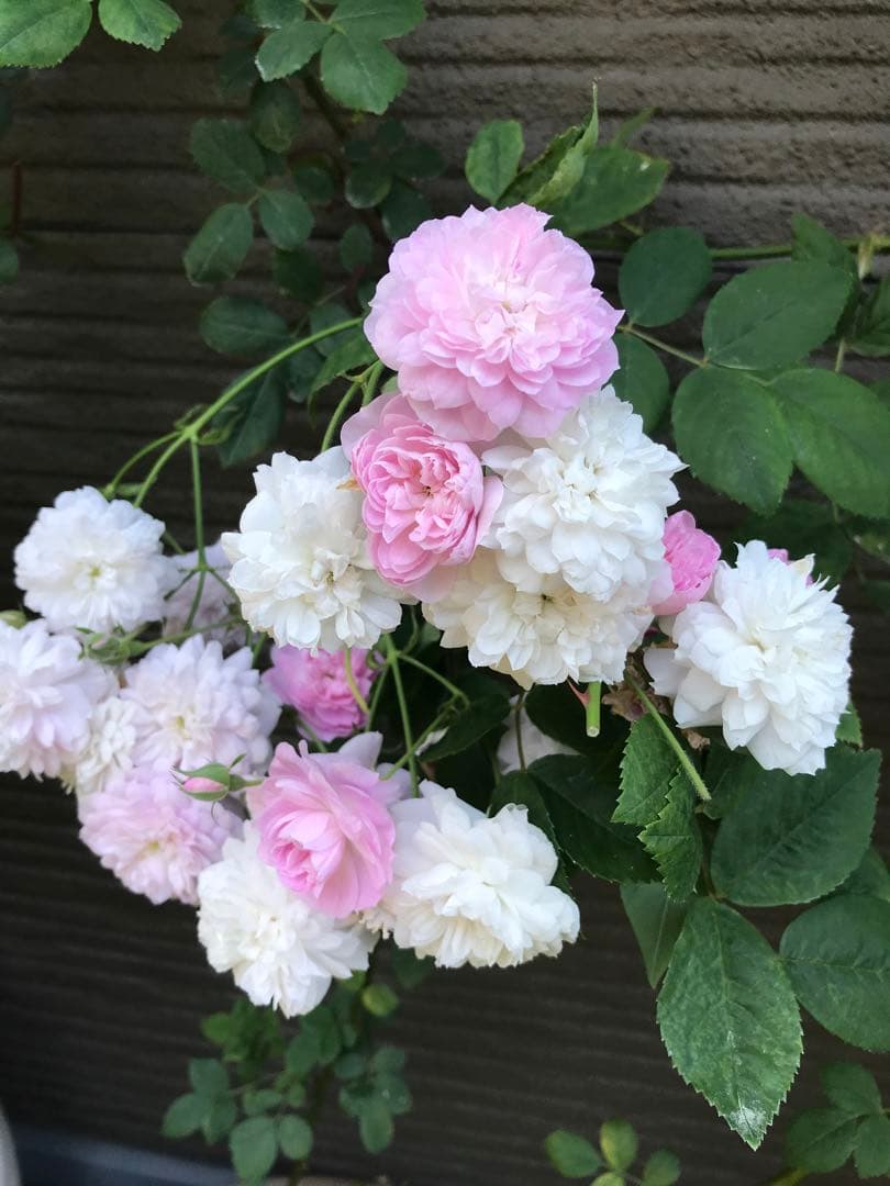 ローラダボー フランス版 大株 薔薇苗 - メルカリ