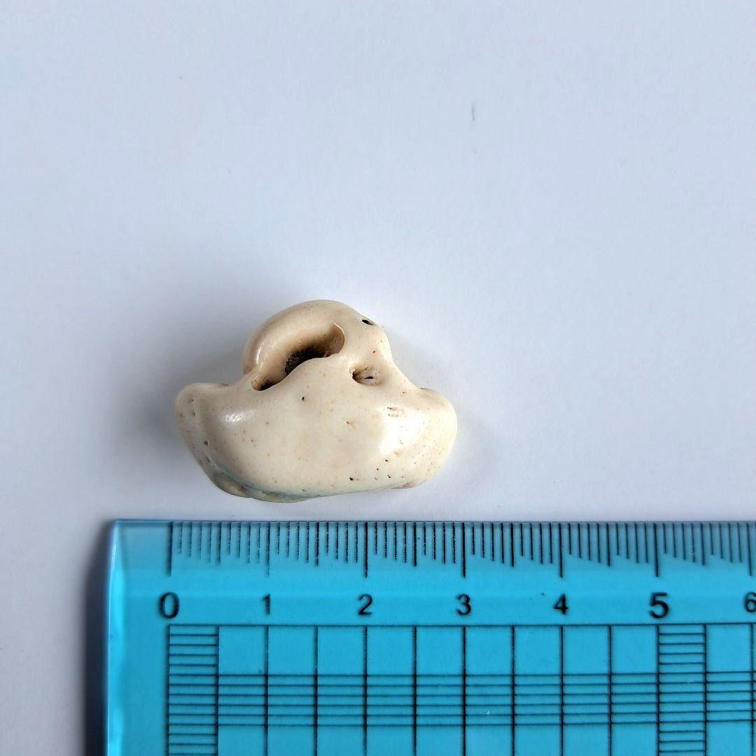 イルカの耳骨【大きさ2.7㎝⑥】 イルカの耳骨【大きさ2.7㎝ ③】 - メルカリ