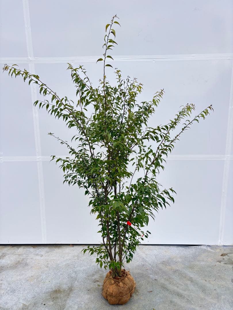 格安出品 早い者勝ち 良形の ハイノキ 株立 720 樹高1.6m位 高級樹