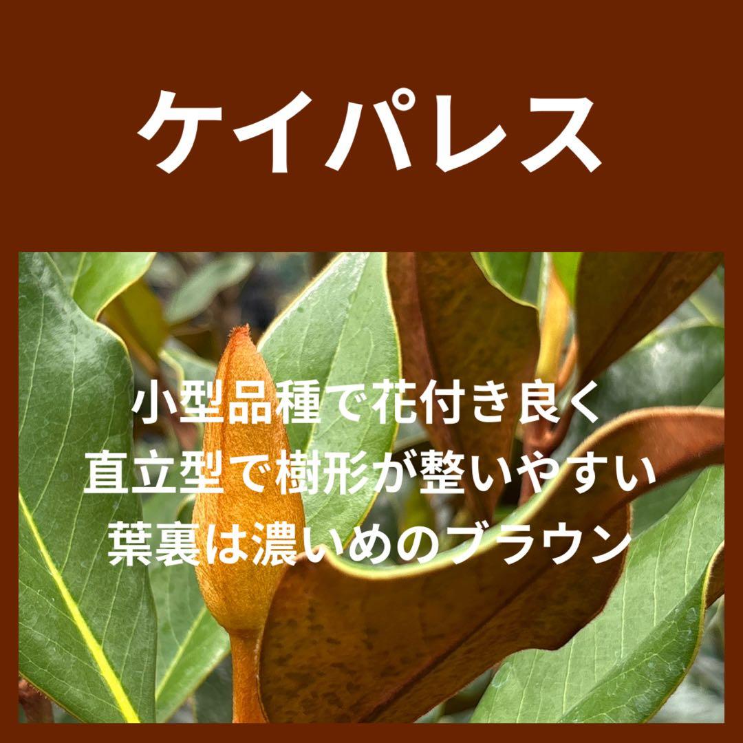 40. ケイパレス マグノリア 泰山木 タイサンボク 苗 苗木 小型品種