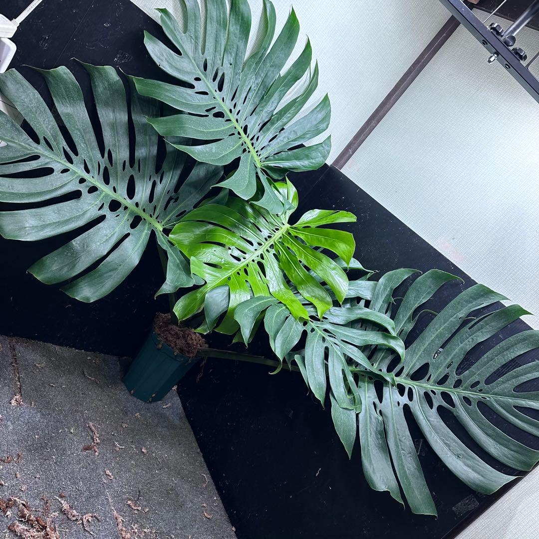 g*n様 モンステラデリシオーサマクロコズム超超大株超希少系統鉢植え高さ101㎝