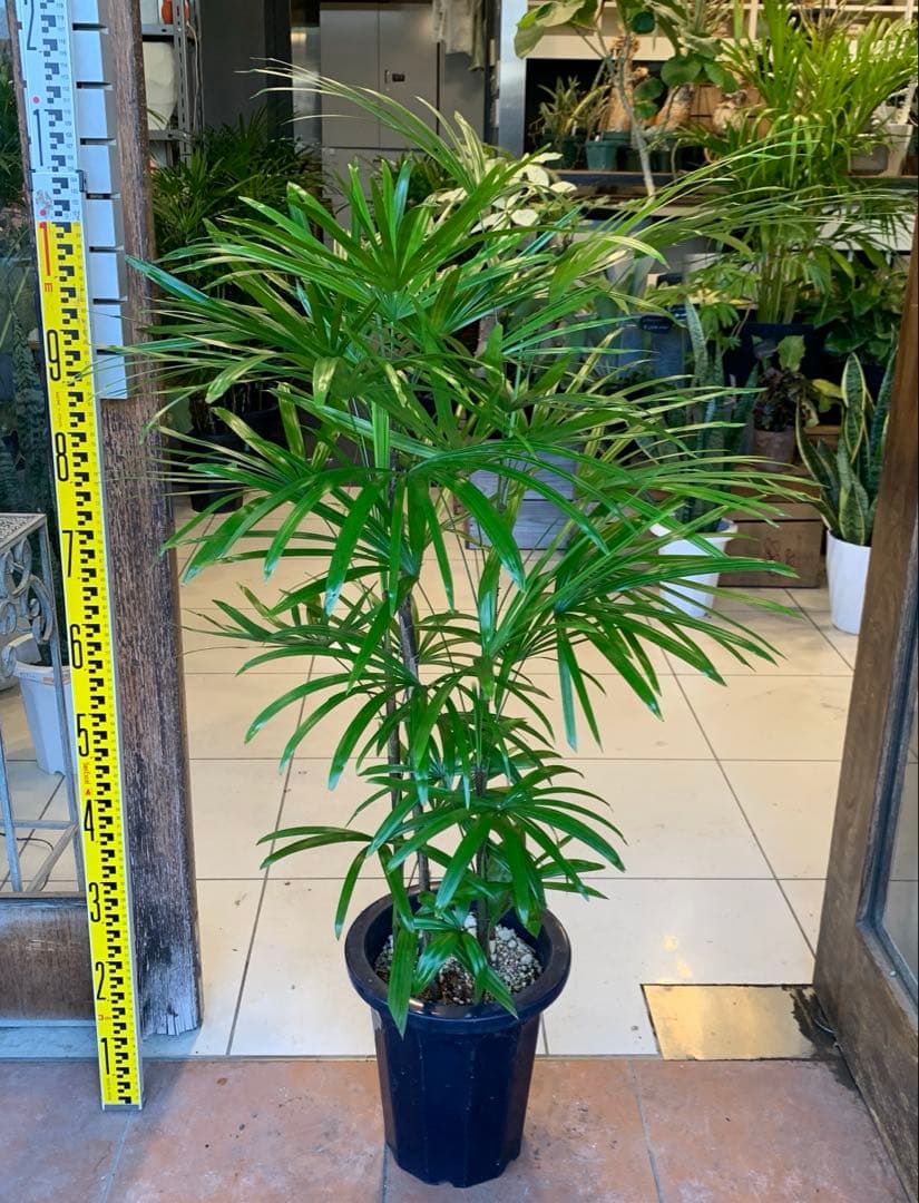 シュロチク 棕櫚竹 8号 6