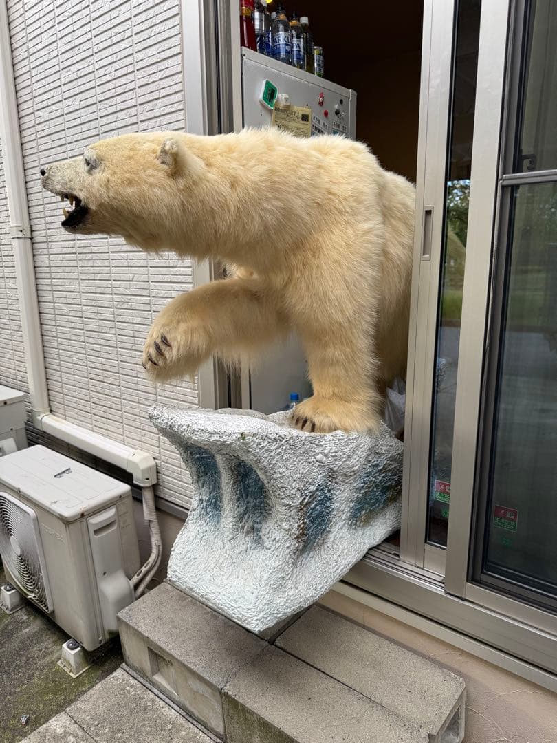 白熊剥製レプリカ 白熊剥製 | TokuHappyMondayWorks