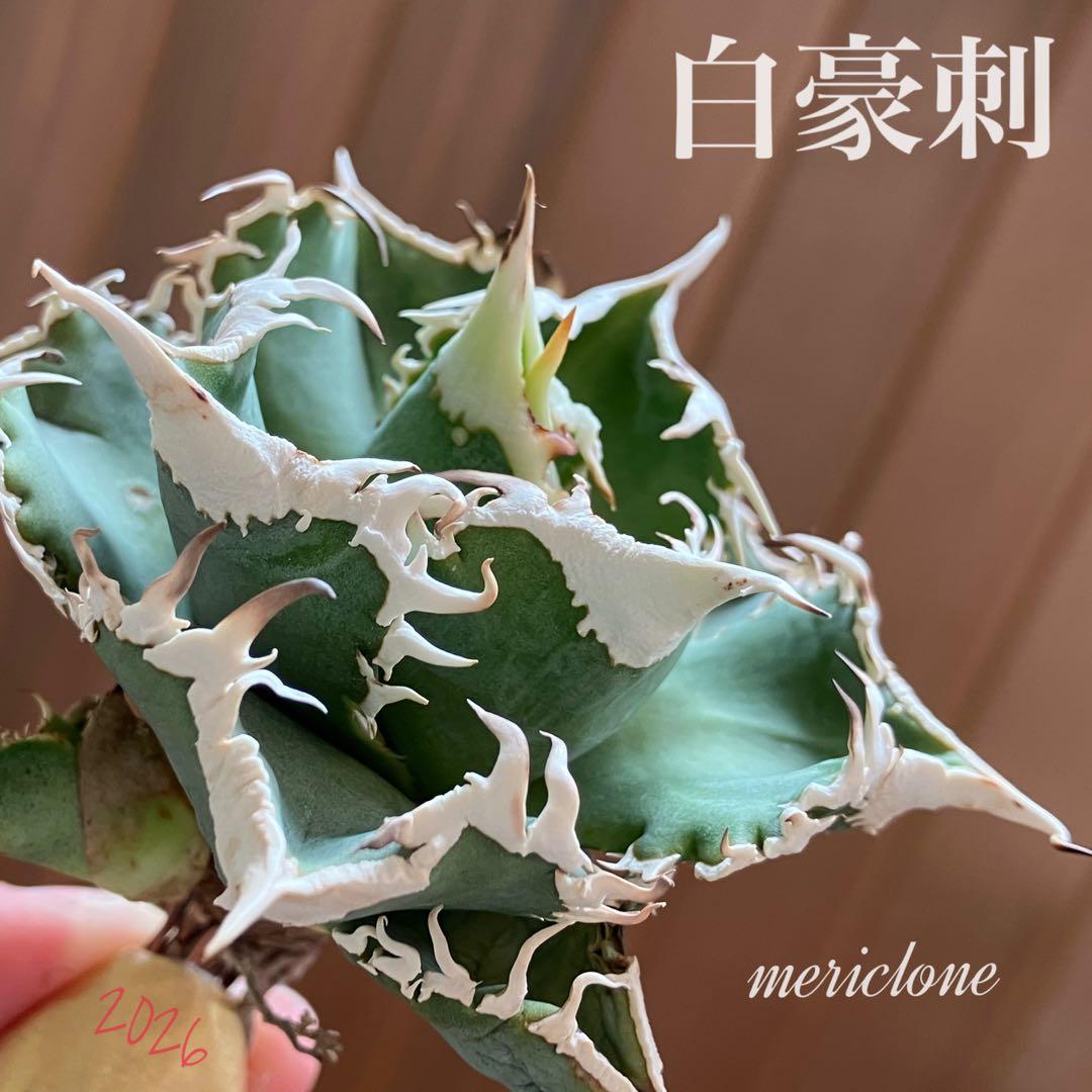 【初売り】76 超選抜　太棘　子株付　バンド幅大　アガベ　白豪刺TC ⑨【速達】
