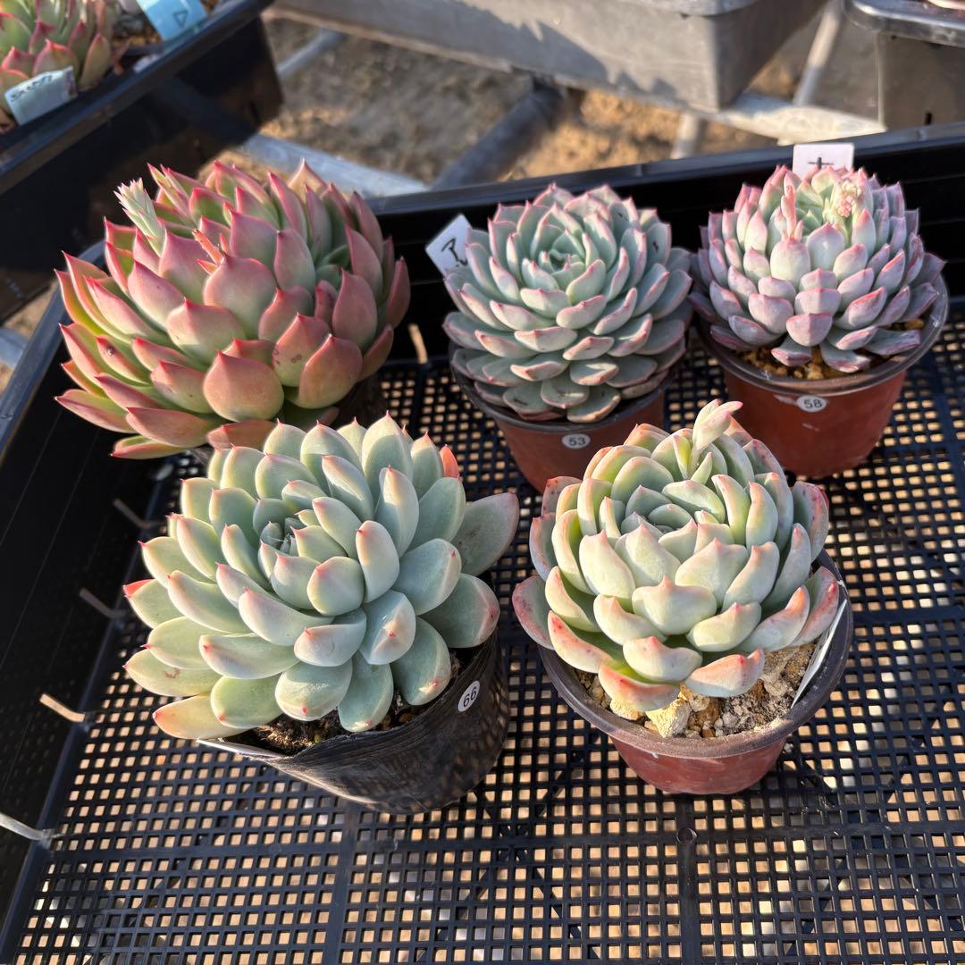 ☆彩乃助☆様 5点おまとめ