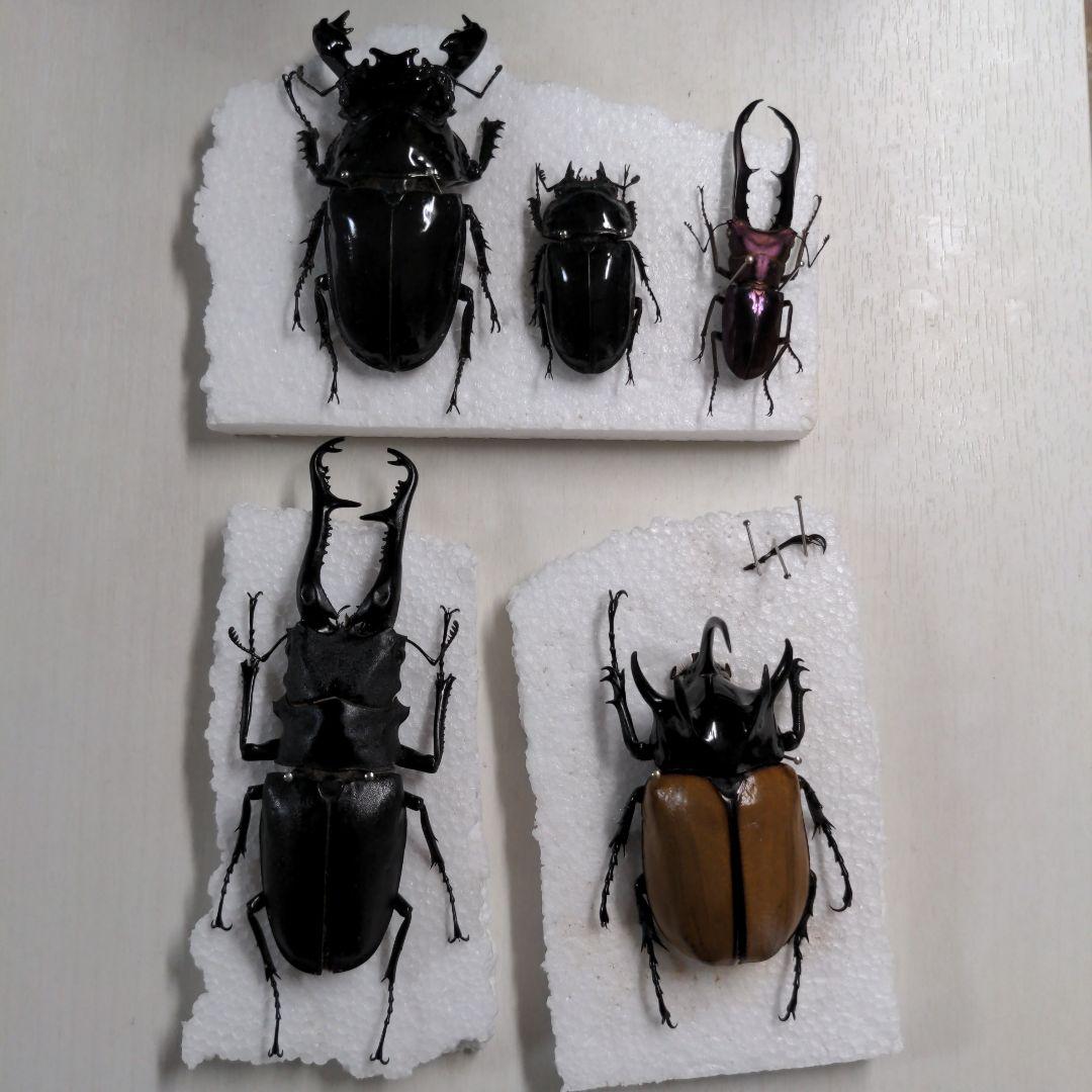 クワガタ、カブト虫標本セット 激突プルバックカー カブト＆クワガタセット | 株式会社ハック