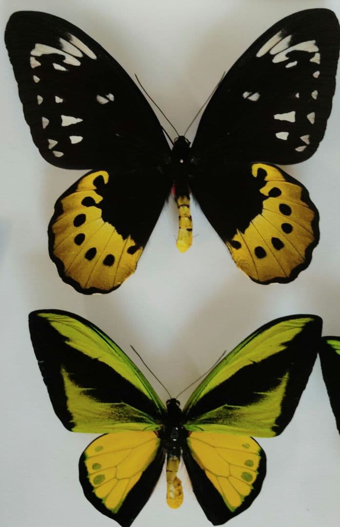 ゴライアストリバネアゲハ　美麗種　ペア 西パプア ゴライアストリバネアゲハ 美麗種 ペア 西パプア