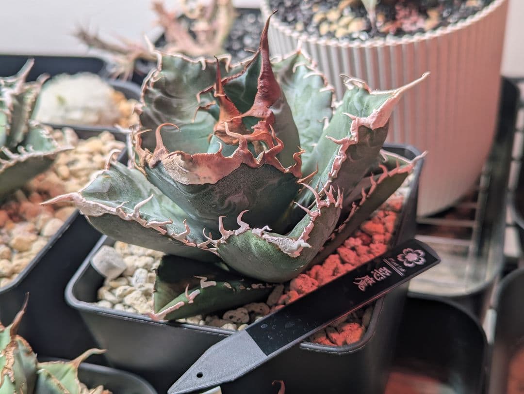 チタノタ「悪魔くん」強烈うねうね 発根活着済 鉢・タグごと発送