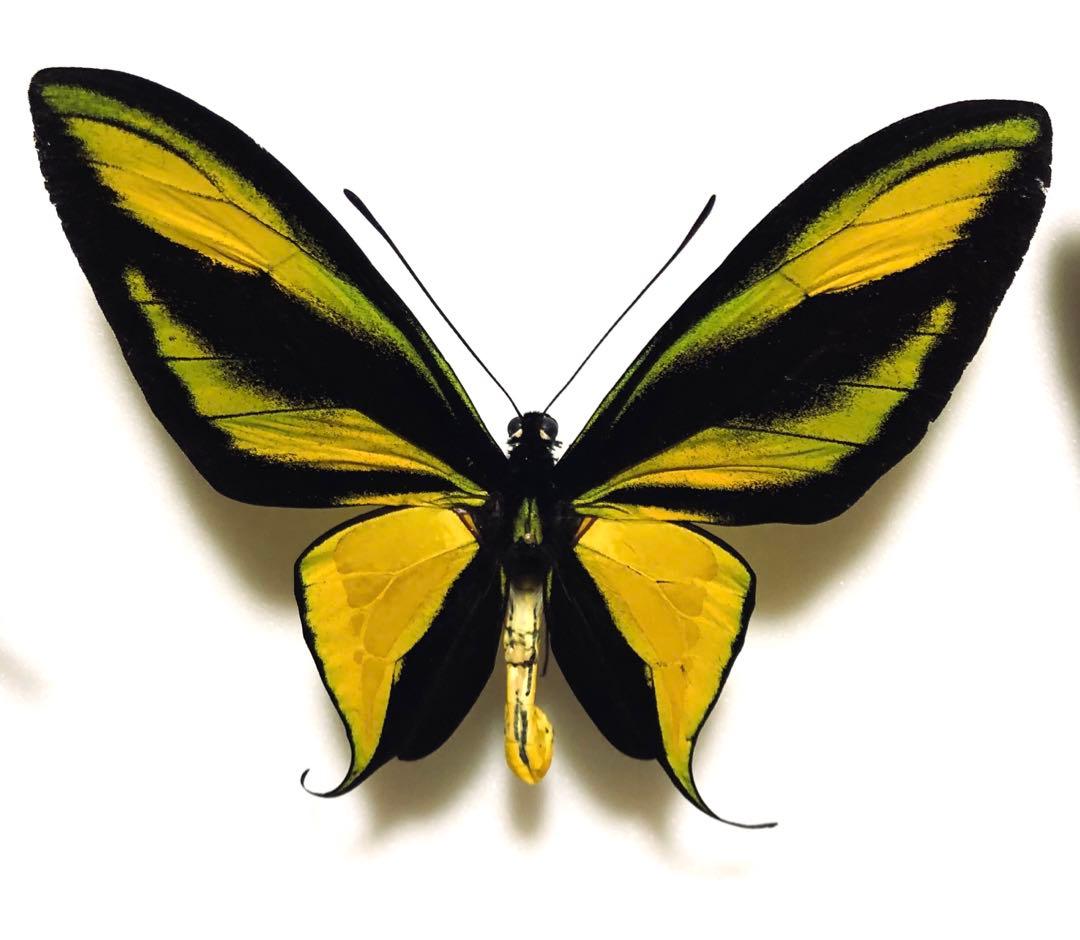 蝶標本　ゴクラクトリバネアゲハ　ペア