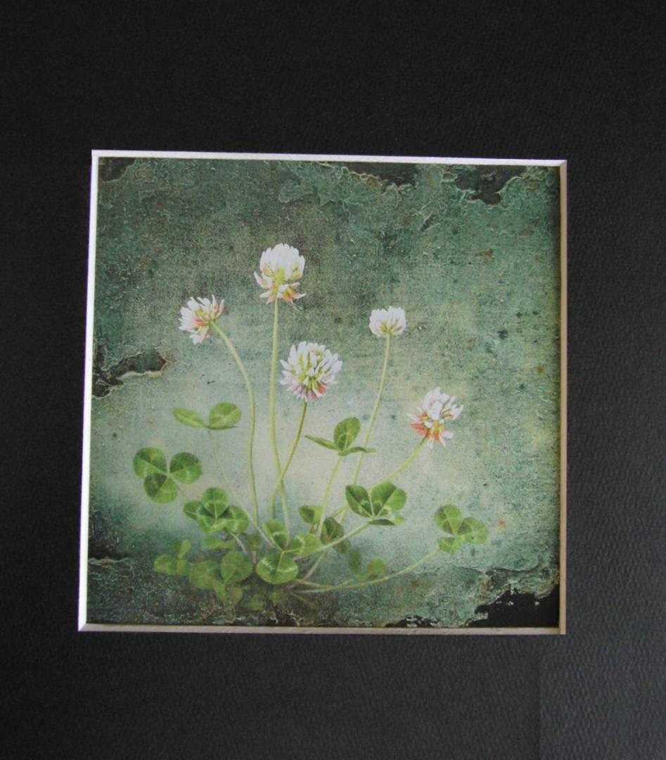 山地司、【白つめ草】、希少な額装用画集より、状態良好、新品額装付