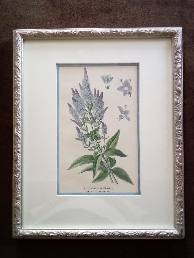 イギリス ボタニカル画 石版画(クロモリトグラフ) １８９７年