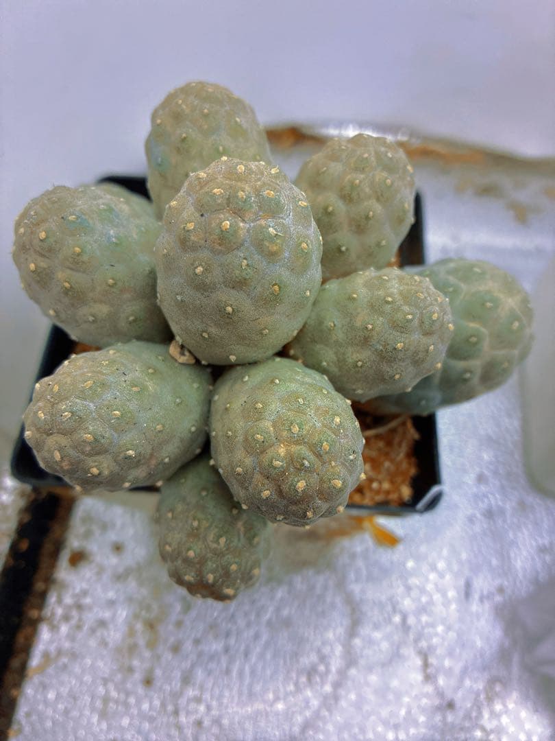 K*a様 T247多頭小型 緑色 球状サボテンテフロカクタス ゲオメトリクス（1 K*a様 T247多頭小型 緑色 球状サボテンテフロカクタス ゲオメトリクス