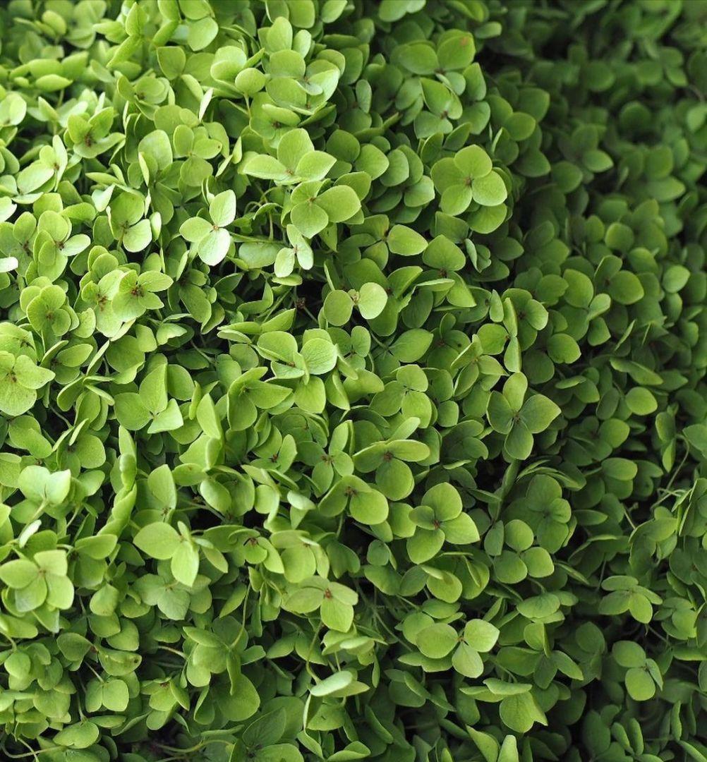 新品　資生堂　エアリーフロー　マスク（T）h 　ヘアトリートメント　680g