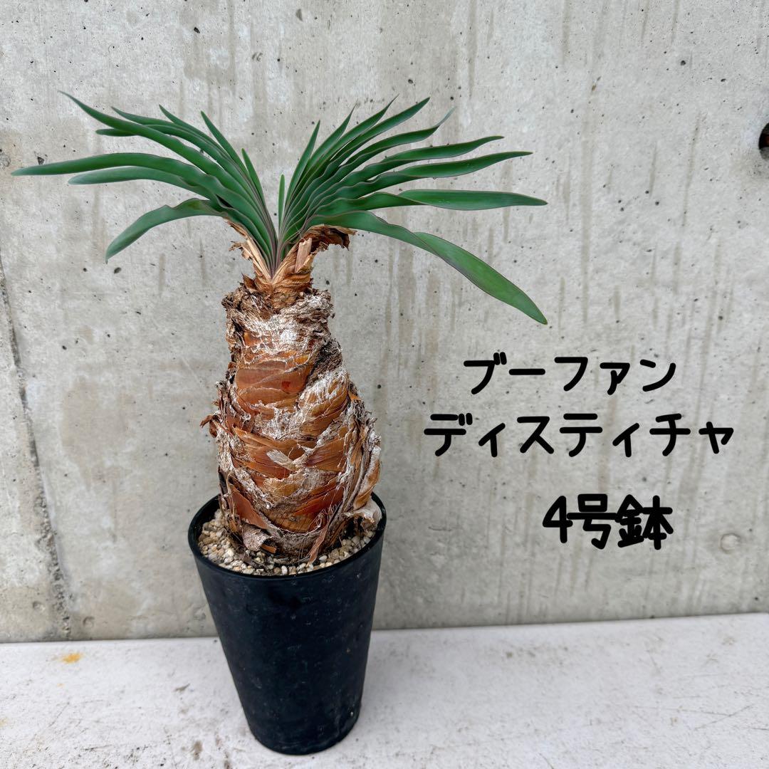 ブーファン　ディスティチャ　4号鉢 c 球根植物