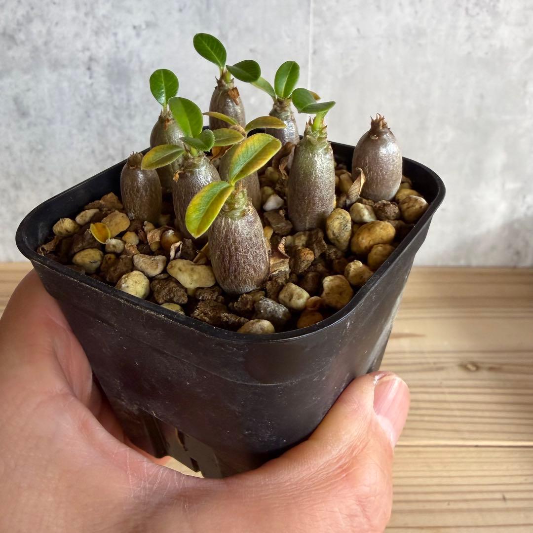 9株セット パキポディウムウィンゾリー 国内実生株