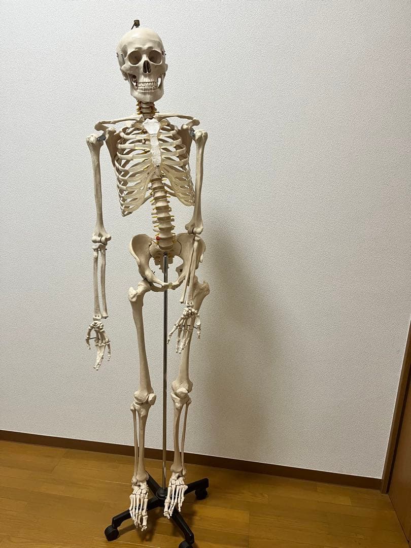 人体模型 約170cm キャスター付き
