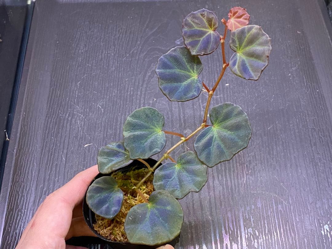 ヤマ様 リクエスト 4点 まとめ商品