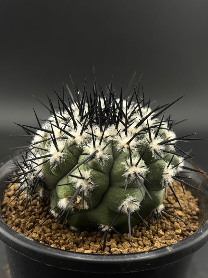 強刺 黒王丸 カキコあり コピアポア 台付 - メルカリ