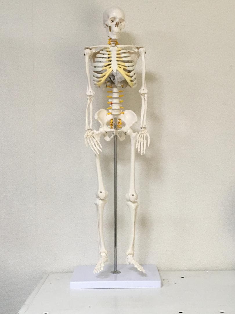 1/2スケール 人体模型 可動式