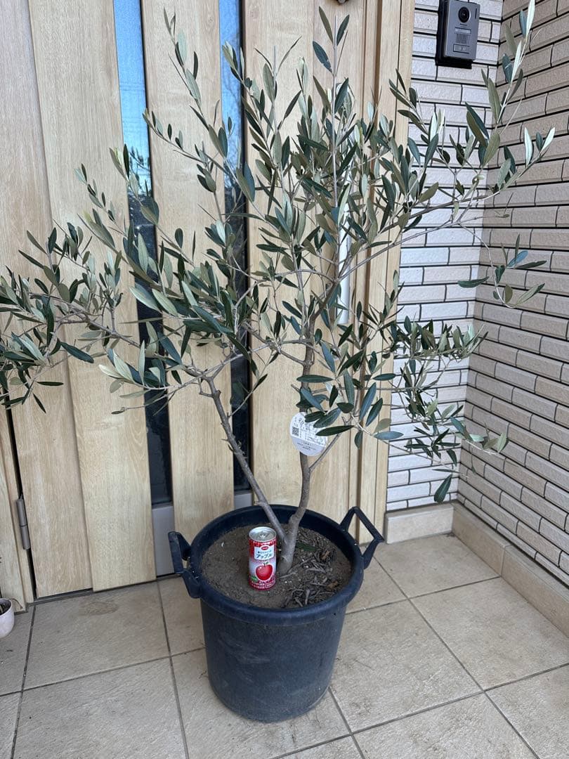 古木　イタリア産　オリーブ　定価36000円　ガーデニング　シンボルツリー　庭木